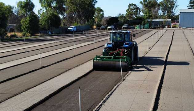 Green Beans | Mariginiup, Western Australia