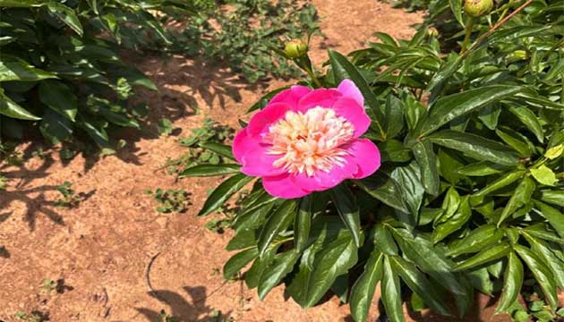 Yield and Quality in Peonies Require a Planned Soil Profile