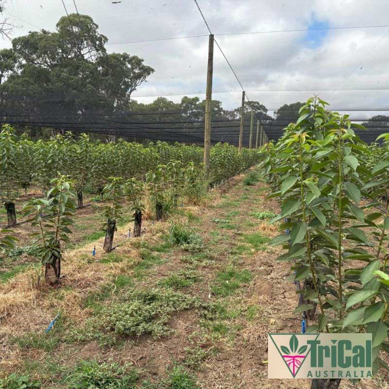 Cherry Orchard | Australia