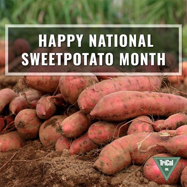 It’s National Sweetpotato Month