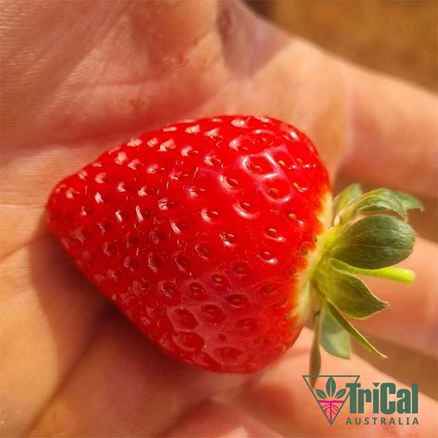 Strawberries | Wamuran, Queensland