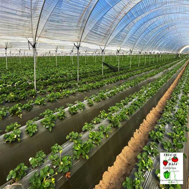 Establish Healthier Crops from the Early Stages