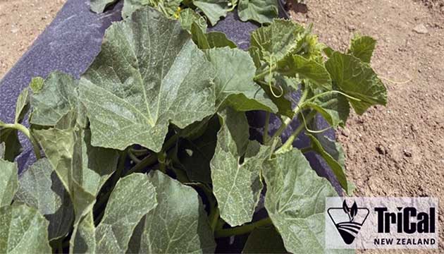 Careful Soil Preparation for Melon Crops