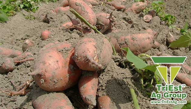 Strong, Productive Sweetpotato Crops