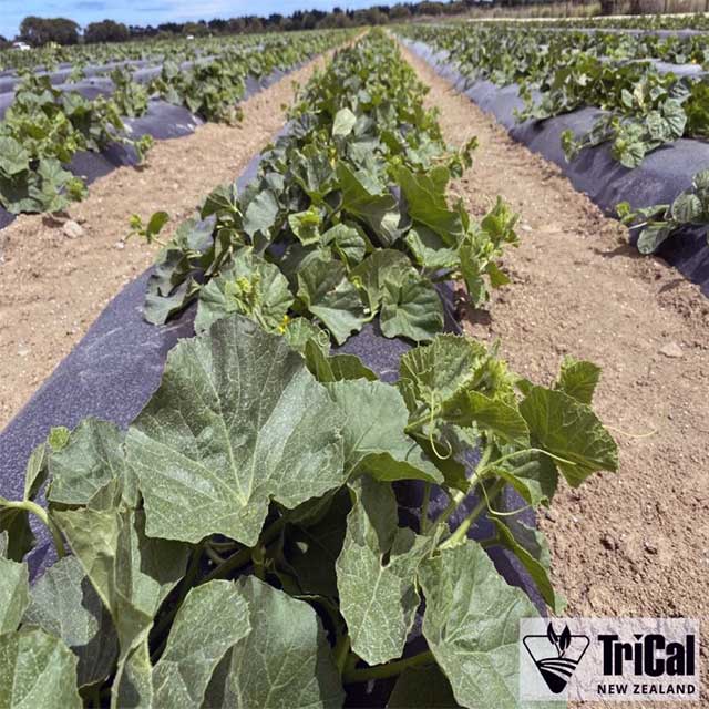 Careful Soil Preparation for Melon Crops