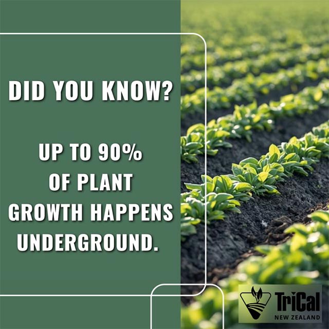90% of a Plant’s Growth Happens Underground