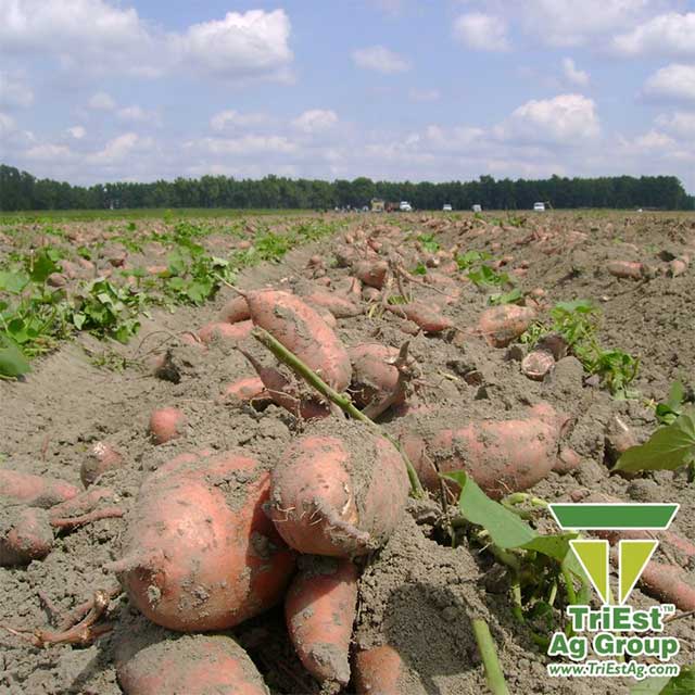 Strong, Productive Sweetpotato Crops