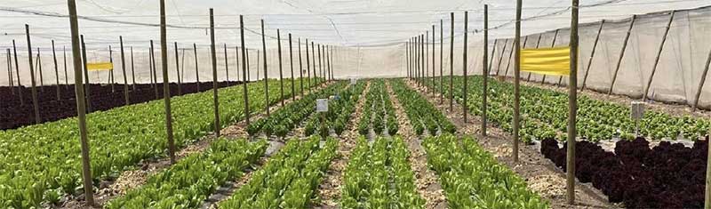 In Lettuce, Every Stage Matters