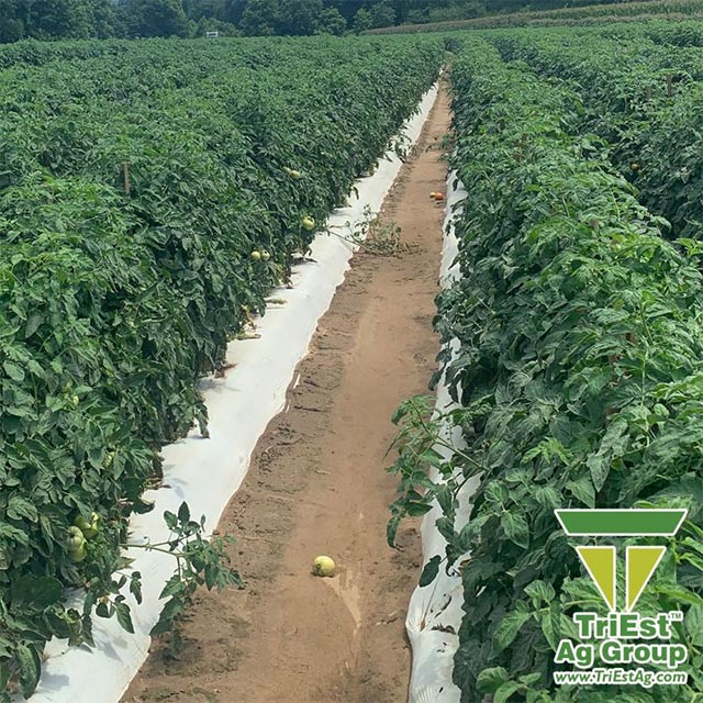 Soil health = Success of your Crops