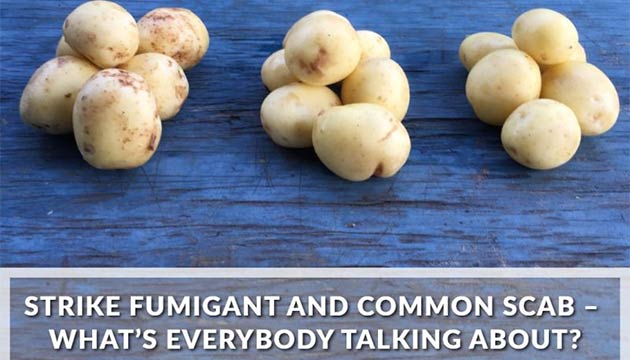 Strike Fumigants & Common Scab | Dr. Chad Hutchinon