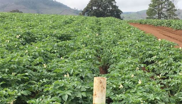 Potatoes | Mexico