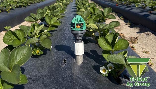 Strawberries | Southeast U.S.A