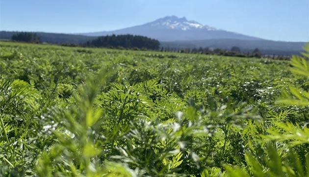Carrots | New Zealand