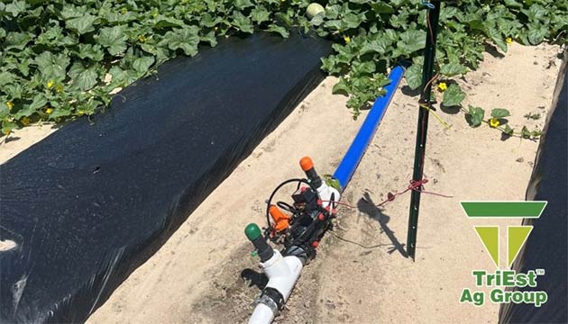 July is Smart Irrigation Month