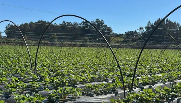 Strawberries | South America