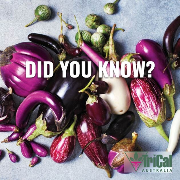 Eggplant | Australia
