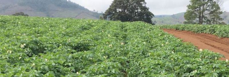Potatoes | Mexico