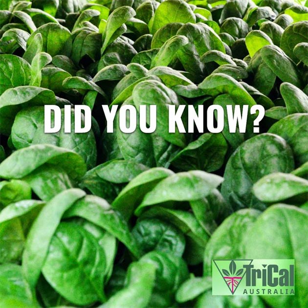 Spinach | Australia