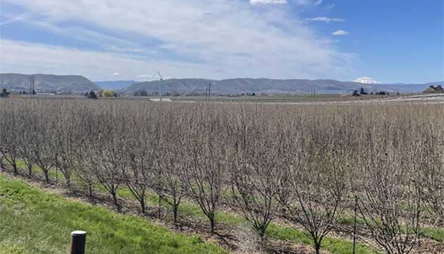 Hazelnut | Yakima County, Washington