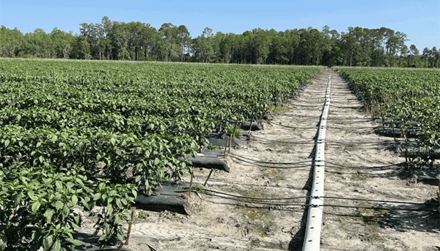 Peppers | Drip Irrigation
