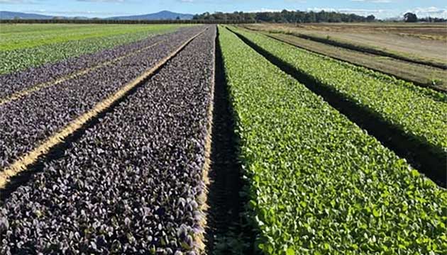 Leafy Vegetables | New Zealand