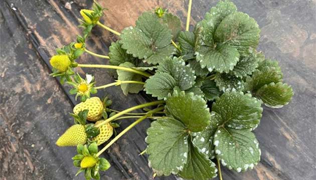 Strawberries | South America