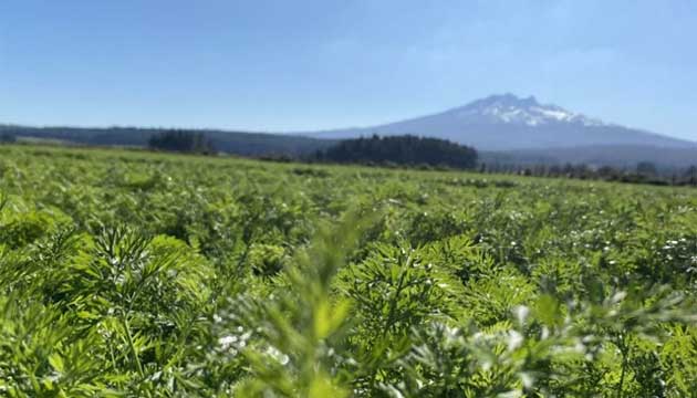Carrots | New Zealand