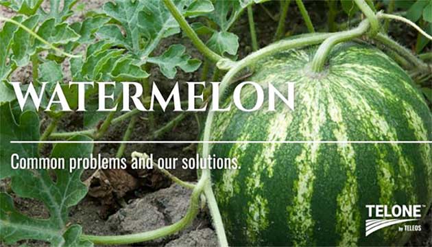 Melons | TELONE by Teleos™