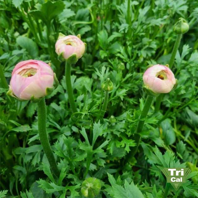 Ornamental Flowers