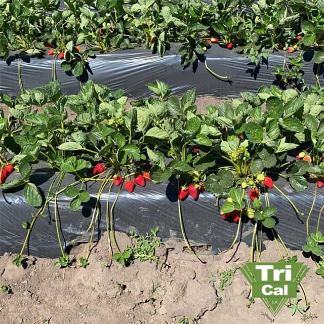 Strawberries | South America