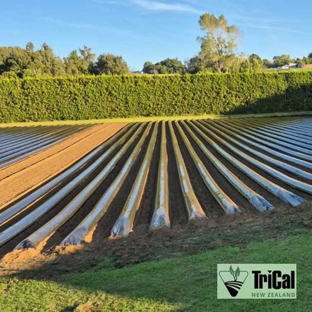Pre-Plant Soil Fumigation | New Zealand