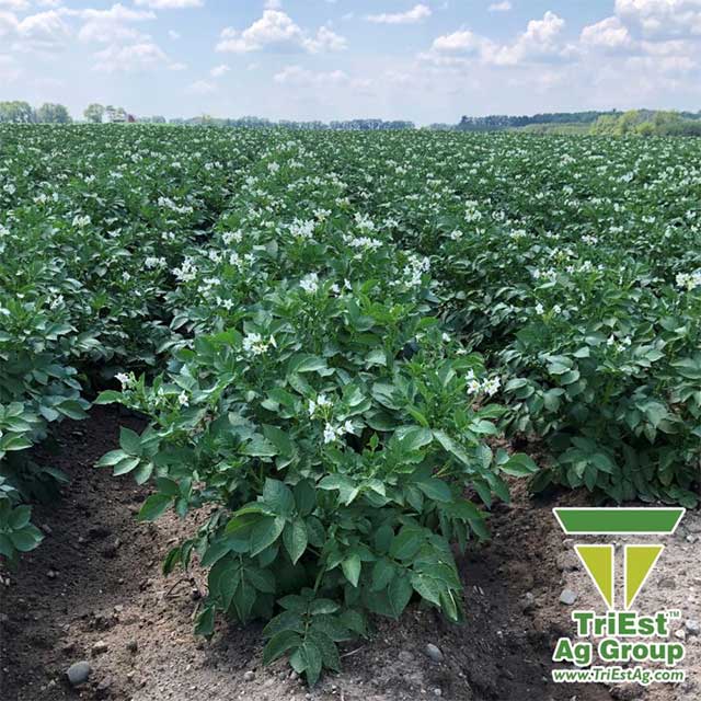 Potatoes | Chloropicrin