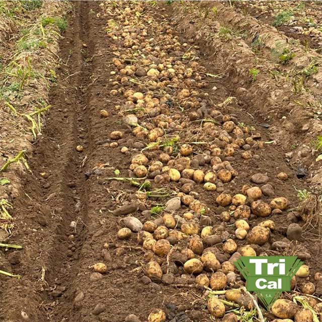 Potatoes | South America