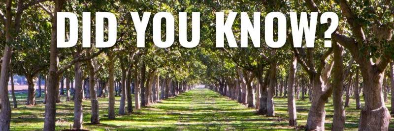 Walnuts | New South Wales