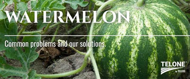 Melons | TELONE by Teleos™