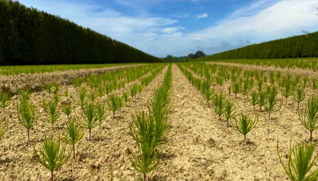 Pine Trees | New Zealand