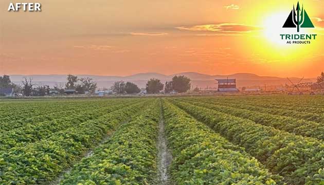 Strawberries | Adamas Farm in Ontario, Oregon