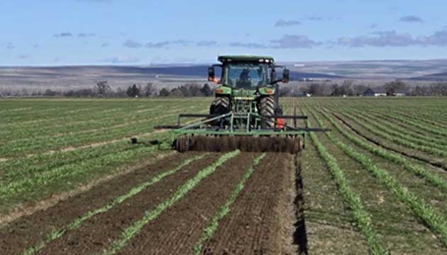 Onions | Irrigon, Oregon