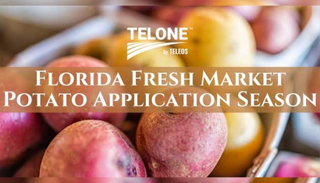 Fresh Market Potato Season is Underway