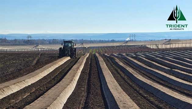 Blueberries | Washington State