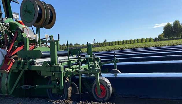 Strawberries | New Zealand