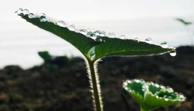 Strawberries | Mexico