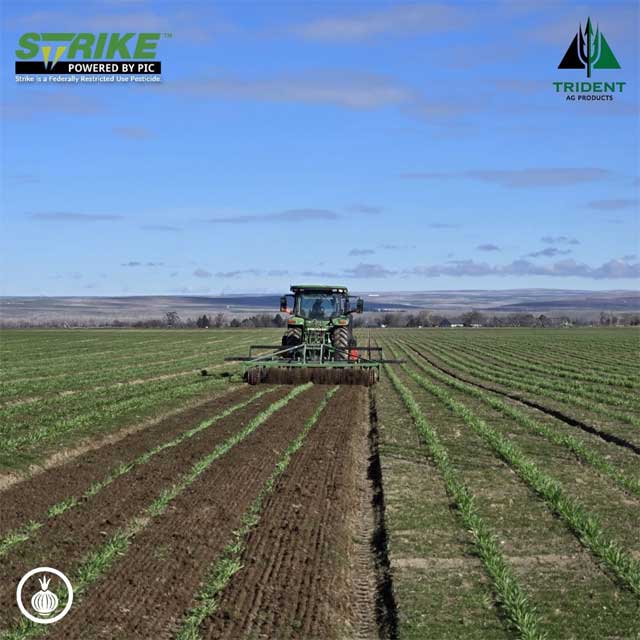 Onions | Irrigon, Oregon