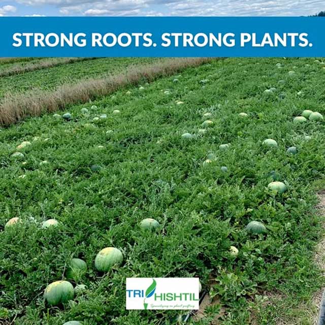 Grafted Watermellons