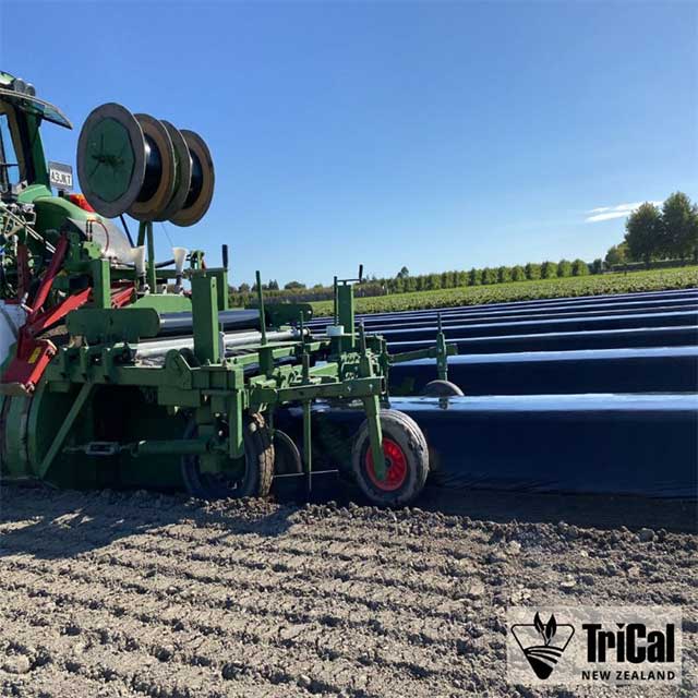 Strawberries | New Zealand