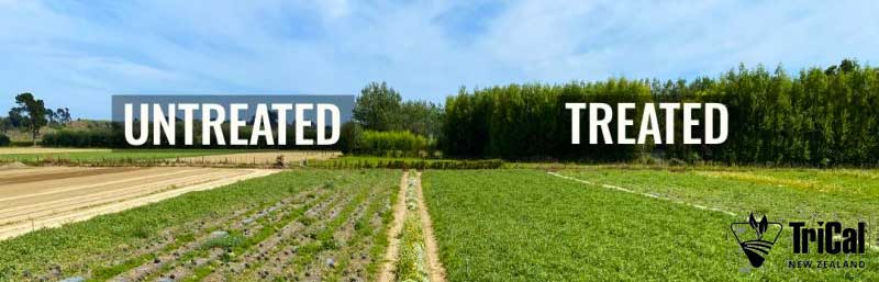 Pic-Plus vs. Fusarium | New Zealand