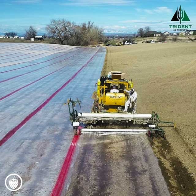 Strawberries | Ontario, Oregon