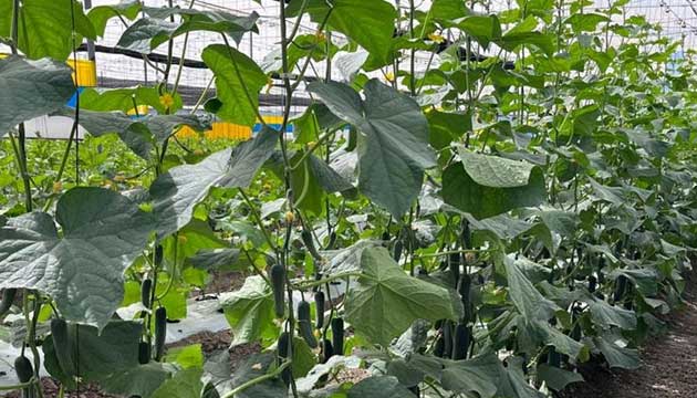 May is National Lettuce Month