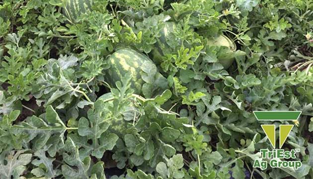 Watermelons | Drip Irrigation