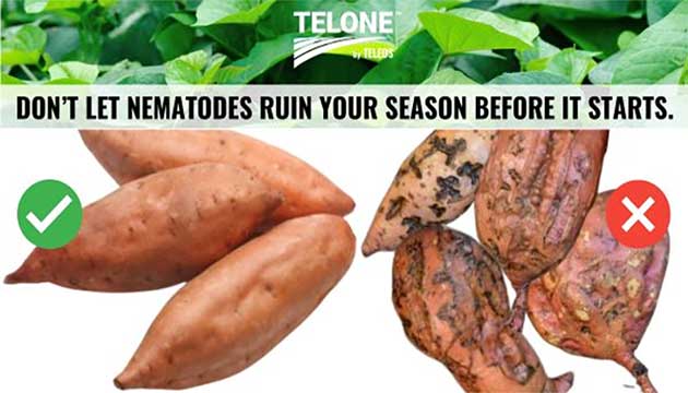 Sweetpotatos | California